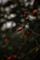 red berries on a branch. rose hip