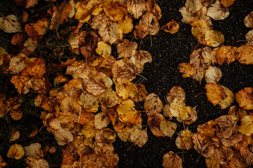 autumn leaves on the ground