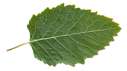 Obraz premium Fresh green leaf showcasing intricate details and natural beauty in botanical photography