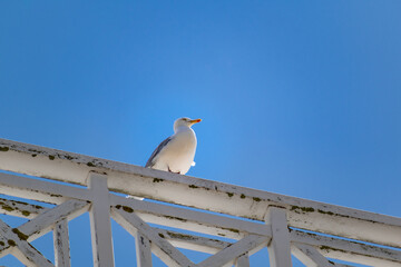 Seagull at the seaside in Brittany in France, larus