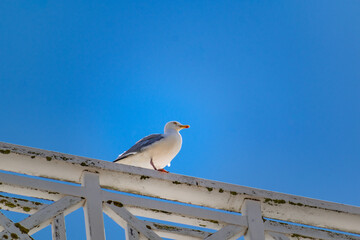 Seagull at the seaside in Brittany in France, larus