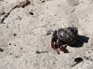 one terrestrial hermit crab on sandy beach background, walking. Coenobita clypeatus, carribean hermit crab in guadeloupe