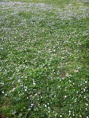 Details of grasses and small white flowers growing in a field. The grass and flowers fill the photo.