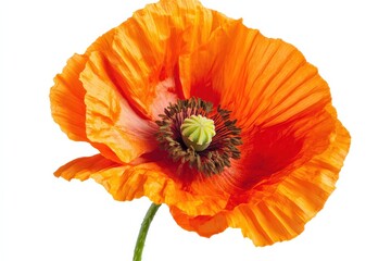 Orange Poppy. Isolated Flower Bloom on White Background