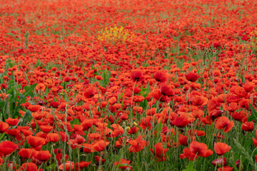 field of poppies in summer