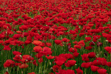 red poppy flowers in the garden