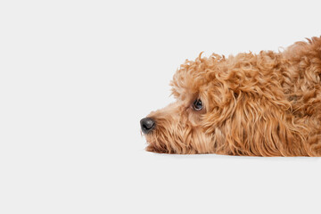 Sad and cute dog lies and looks away. Gray background. 