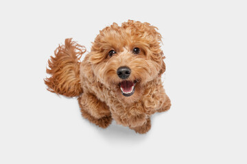 A small funny and cute dog with curly hair looks and smiles.. Cavapoo breed, The background is grey.