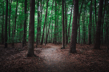 Fototapeta premium Wald