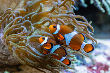 The ocellaris clownfish, Amphiprion ocellaris, the animated film Finding Nemo