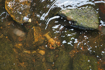 Crayfish in a stream on gravel with stones. Crayfish in nature. Delicacy to eat