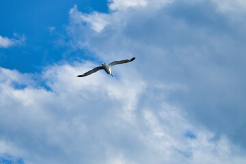 Seagull flying in the sky. White clouds in the background. Bird from the coast.