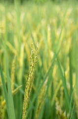 Growing Paddy Plant with Seeds with Selective Focus