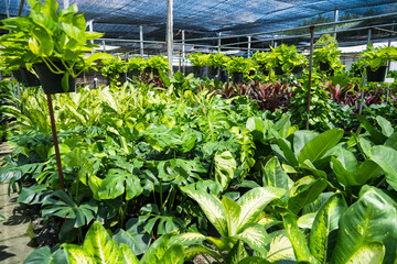 Greenhouse Glory: The Beauty of Cultivated Plants © bubbers