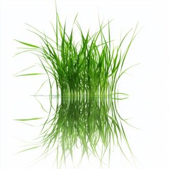 Obraz premium Grass Reflection.