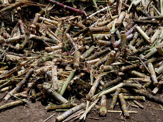 saccharum officinarum harvest, pile of freshly cut stalks of ripe sugar canes
