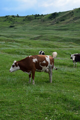 Peaceful pasture with cows grazing on lush green hills under a cloudy sky.