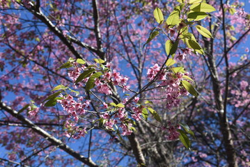 blossom in spring