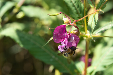 Bumblebee collecting nectar on a flower in the garden. Insect photo from nature