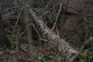 A peaceful forest scene with moss-covered cut fallen tree trunk and a blanket of fallen leaves.