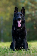 German shepherd dog outdoors in the nature on a sunny summer day