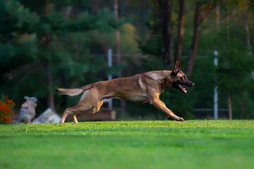 Belgian shepherd Malinois running on the grass in the park with open mouth
