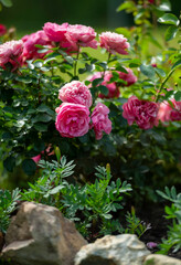Vertical scenery of Pink Leonardo da Vinci Rose bush and rock in the garden