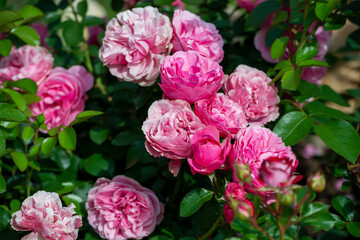Pink Leonardo da Vinci Rose bush in the garden