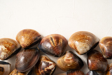 Raw fresh clams seafood in a sieve on white table background.