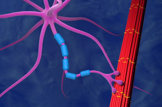 Normal motor neuron contract with muscle - 3d illustration isometric view