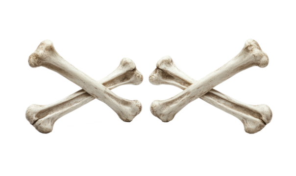 fresh crossed bones on transparent background
