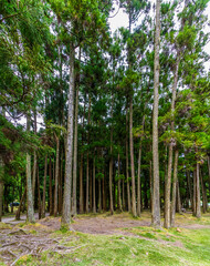 A view towards trees on shoreline of the Lake at Furnas on the island of San Miguel in the Azores in summertime