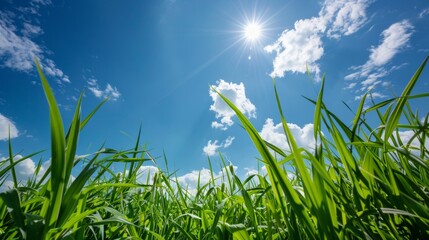 Obraz premium A vivid landscape with tall green grass under a clear blue sky, lit by bright sunlight. Viewed from a low angle, creating a sense of immersion in nature.