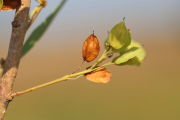 branch of Cilician privet or Syrian privet (Fontanesia phillyreoides) with seeds