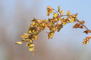 branch of Cilician privet or Syrian privet (Fontanesia phillyreoides) with seeds