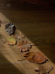 Dry autumn golden leaves under the warm sun ray on the brown wooden floor, vintage fall background, cozy vibes