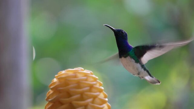 Hummingbird feeding on nectar from a vibrant beehive ginger flower in Ecuador, macro view as tongue sticks out of beak