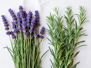 Fototapeta premium Freshly harvested bundles of lavender and rosemary herbs arranged on a white background, showcasing vibrant purple flowers and aromatic green leaves