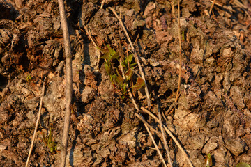 Unusual beautiful nature, early spring. Stems of raspberry bushes, raspberries with new green leaves against the background of warm sunlight.