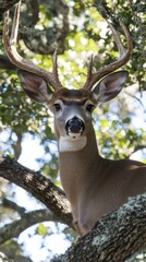 A majestic buck surveys its sunlit forest surroundings from a tree