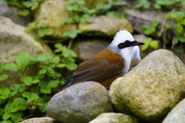 The white-crested laughingthrush (Garrulax leucolophus) is a member of the family Leiothrichidae. Vogelpark Walsrode, Germany.