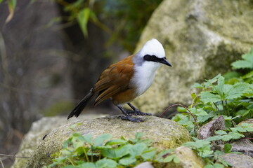 The white-crested laughingthrush (Garrulax leucolophus) is a member of the family Leiothrichidae. Vogelpark Walsrode, Germany.