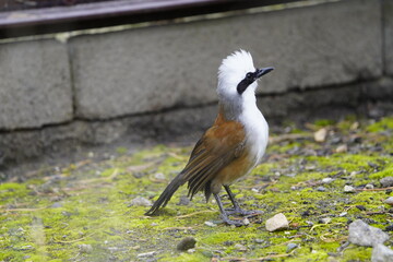 The white-crested laughingthrush (Garrulax leucolophus) is a member of the family Leiothrichidae....