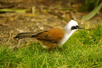 The white-crested laughingthrush (Garrulax leucolophus) is a member of the family Leiothrichidae. Vogelpark Walsrode, Germany.