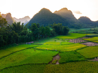 Aerial view of farmers harvest rice on the field. Rice and rice field in Trung Khanh, Cao Bang province, Vietnam.