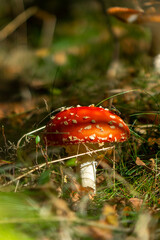 amanita muscaria fly agaric