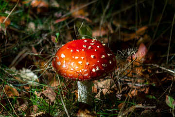 fly agaric mushroom