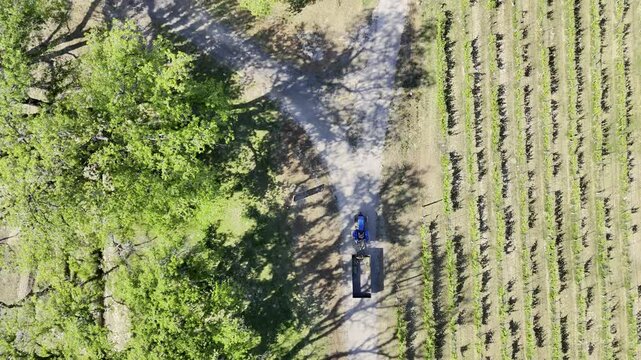 Aerial view of vibrant vineyard with rows of green plants and a dirt road, Parras, Coahuila de Zaragoza, Mexico.
