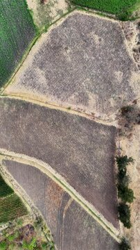 Aerial view of beautiful agricultural fields with intricate patterns and textures, Malinalco, Mexico.