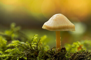 a small mushroom growing from moss in the forest